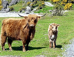 Fraoch Cottage Holidays in Mull Wildlife