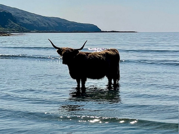 Highland cow standing on the beach