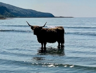 Highland Cow on Laggan Sands