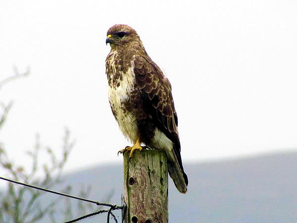 Mull wildlife,  a buzzard