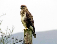 Lochbuie Buzzard