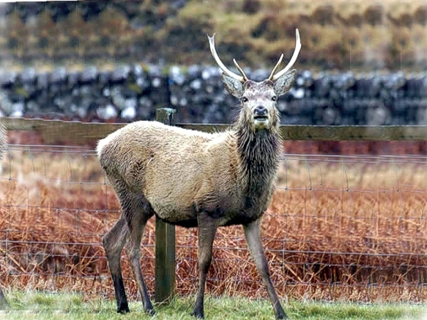 Wildlife in Lochbuie Stag