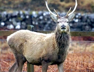 Stag (Red deer)