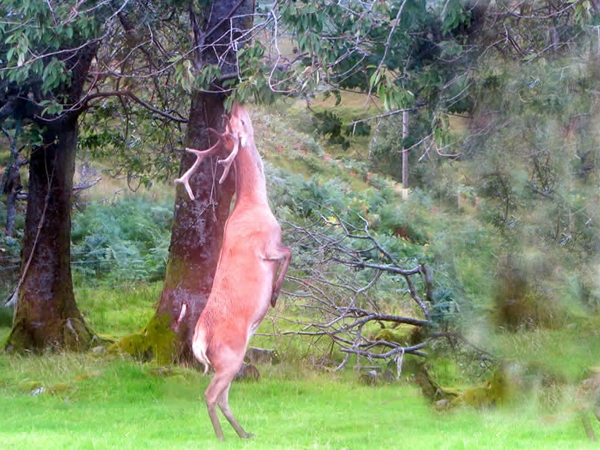 Lochbuie wildlife stag