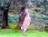 Stag in the garden of our holiday letgarden