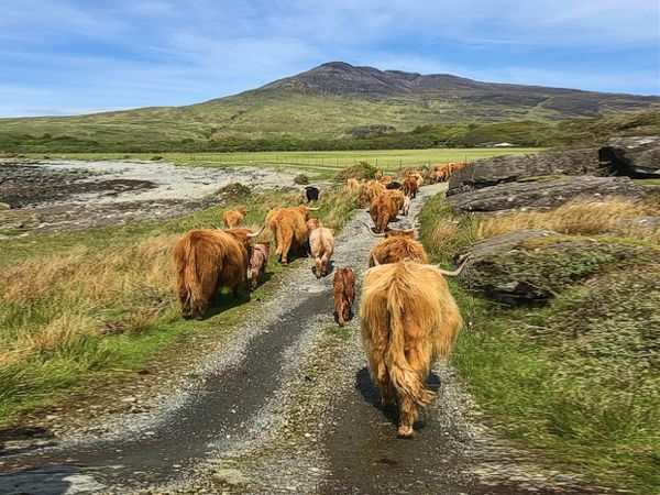 Isle of mull highland cattle