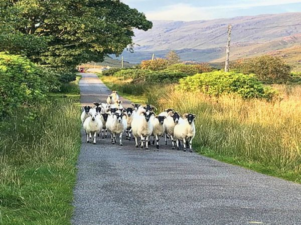 Sheep on the road at Lochbuie