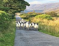 Sheep wandering in the road