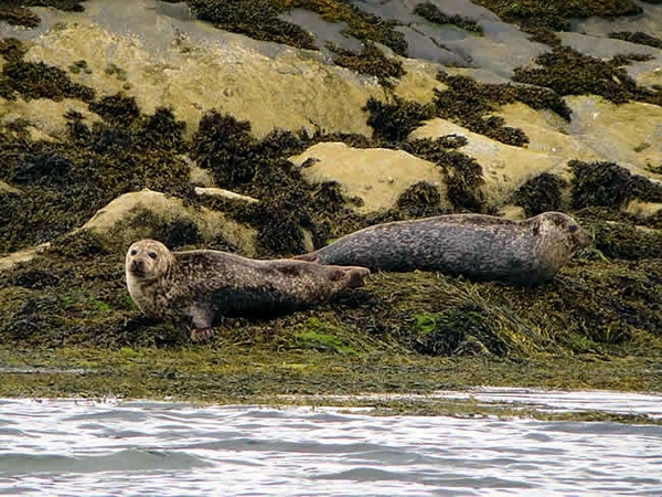 Seals in the bay at Laggan