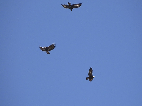 Wildlife at Mull three eagles flying