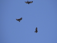 Eagles on Isle of Mull