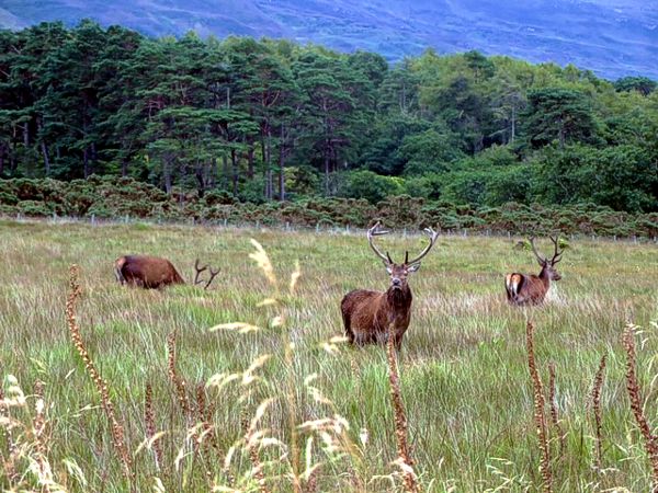 Stags feeding by the cottage in Lochbuie