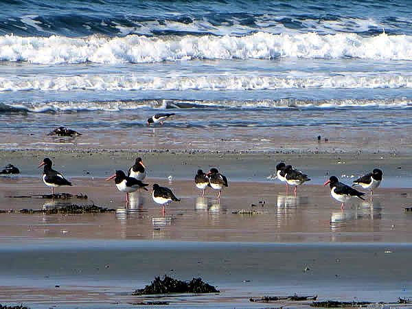 Oystercatchers on the beach at our holiday let