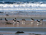 Oystercatchers