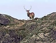 Majestic Stag near our holiday let on Isle of Mull