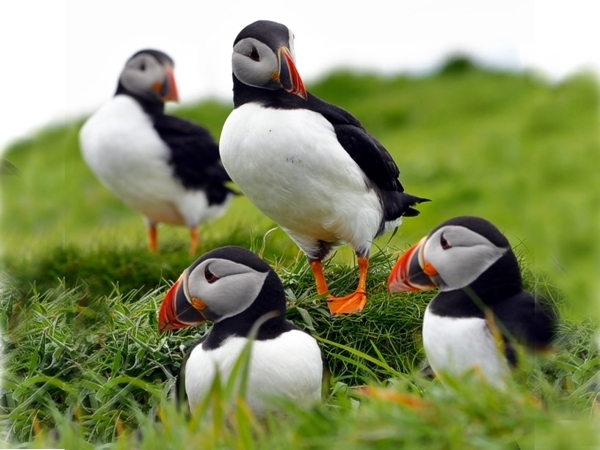 Nearby Puffins at Treshnish Islands