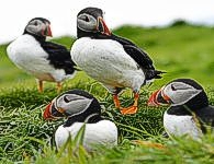 Puffins at Treshnish Islands