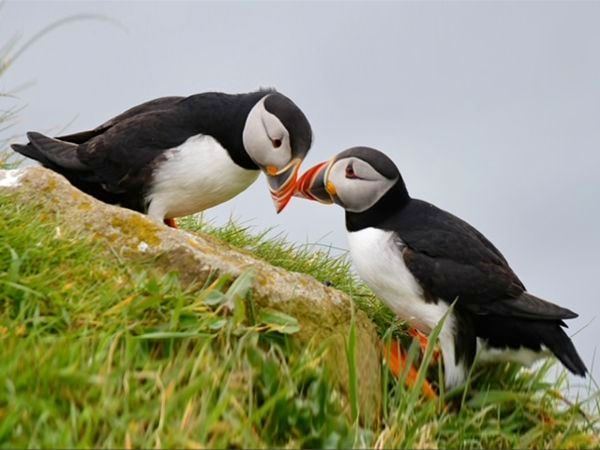 Nearby Puffins at Treshnish Islands