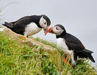 Puffins at Treshnish Islands