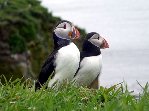 Nearby Puffins at Treshnish Islands