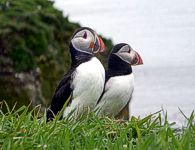 Puffins at Treshnish Islands