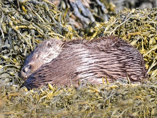 Otter asleep in Croggan