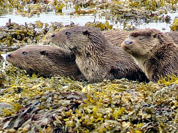 Otters in Croggan