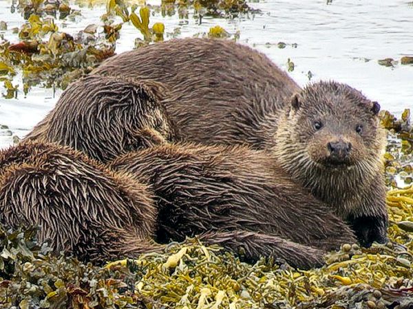 Otters in Croggan