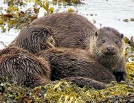 Otter Swimming